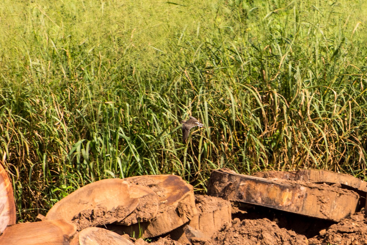 Green Sandpiper - ML609004126