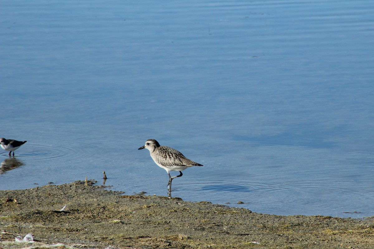 Black-bellied Plover - ML609004143