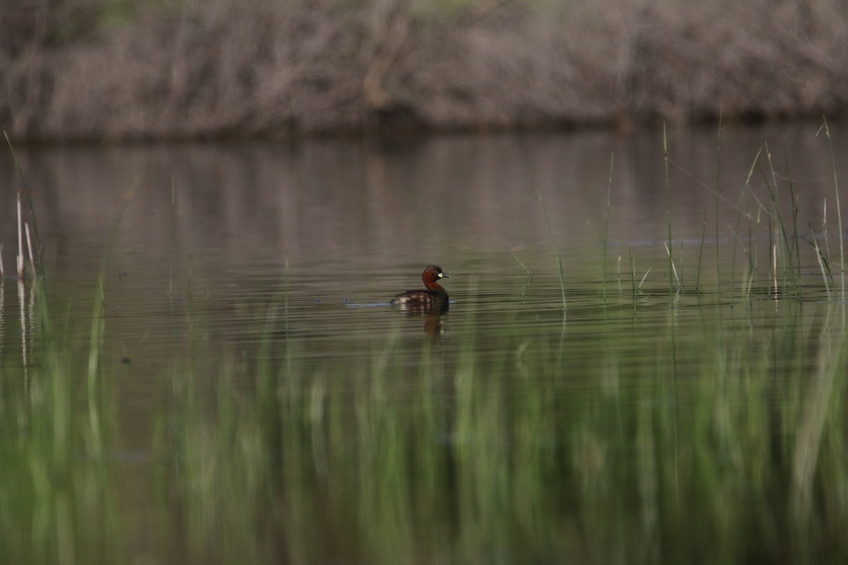 Little Grebe - Hassan Rokni