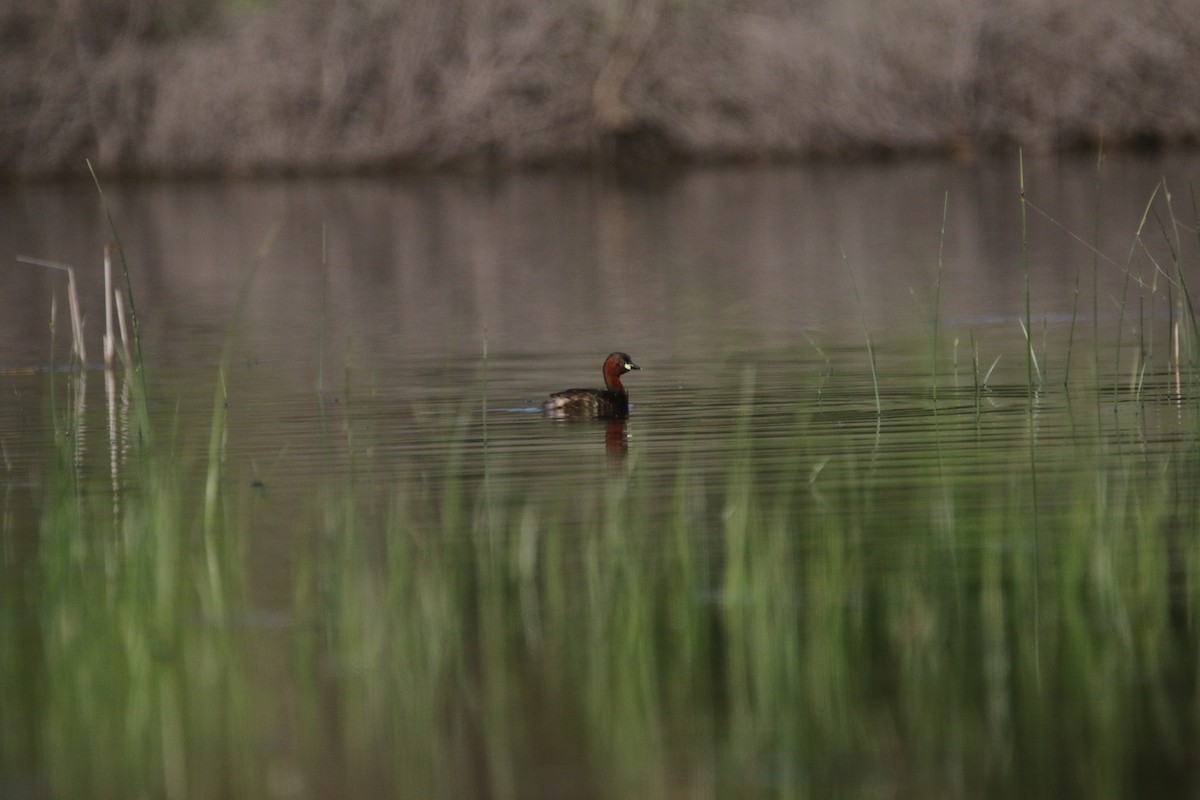 Little Grebe - ML609004162