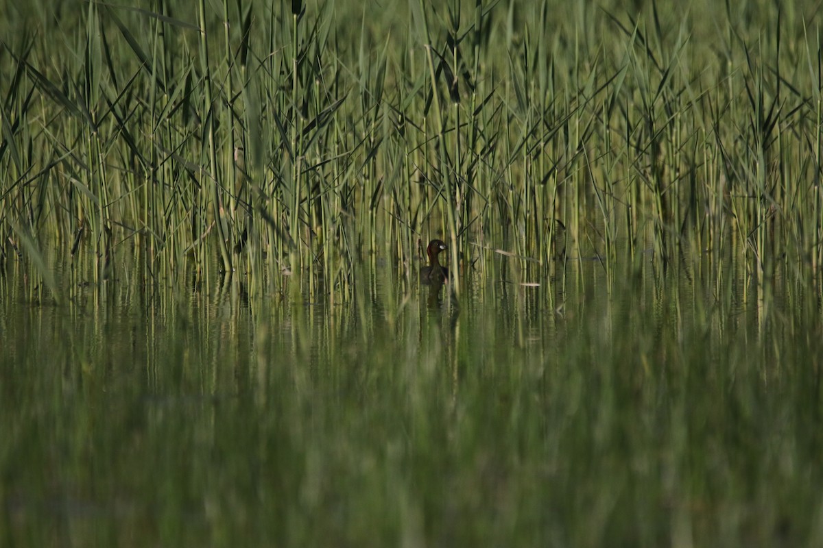 Little Grebe - Hassan Rokni