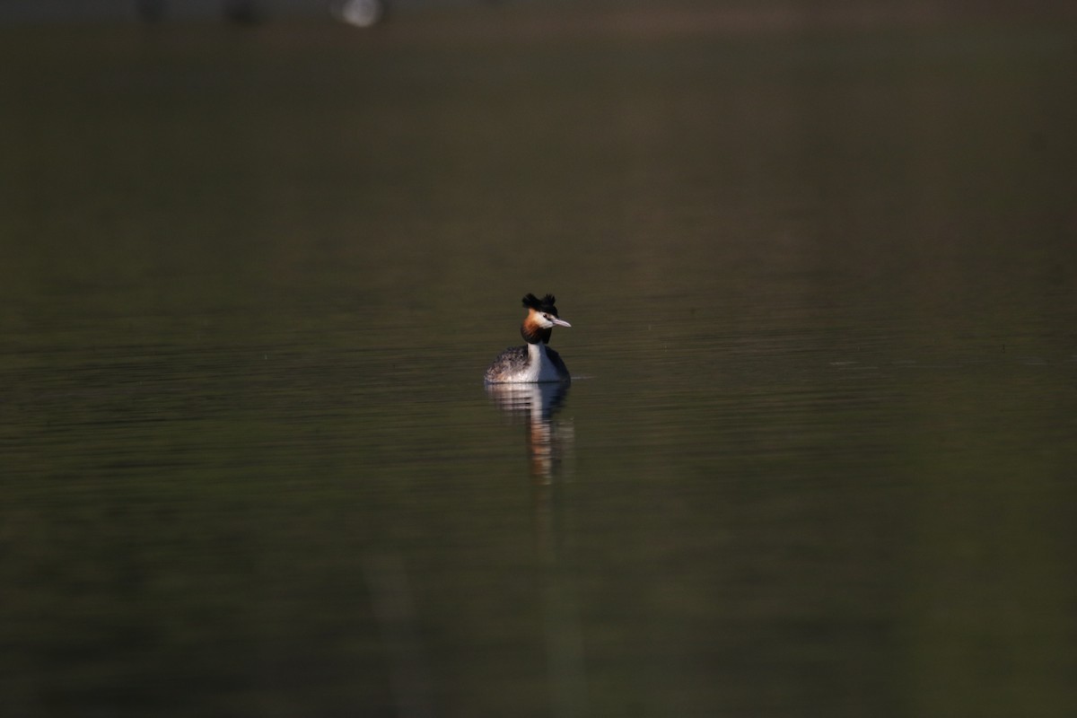 Great Crested Grebe - ML609004171