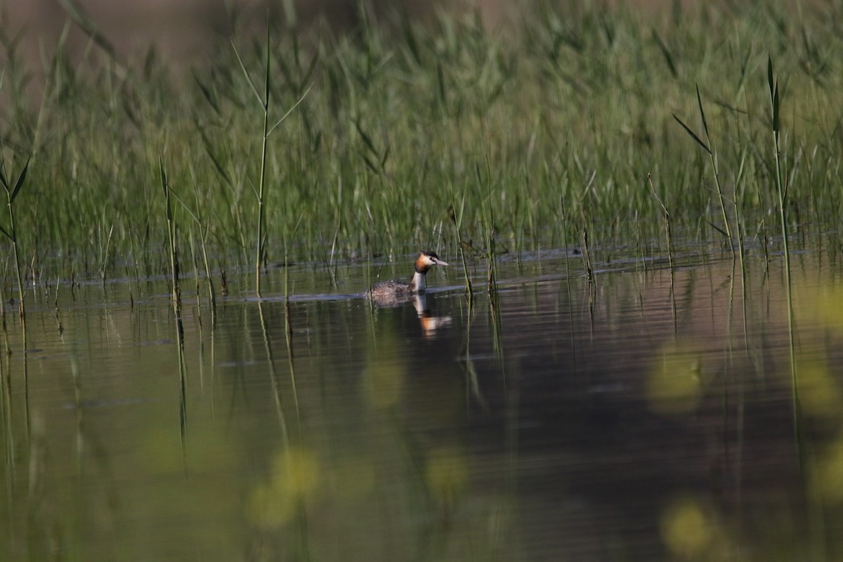 Great Crested Grebe - ML609004172