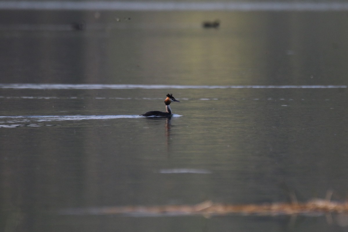 Great Crested Grebe - ML609004173