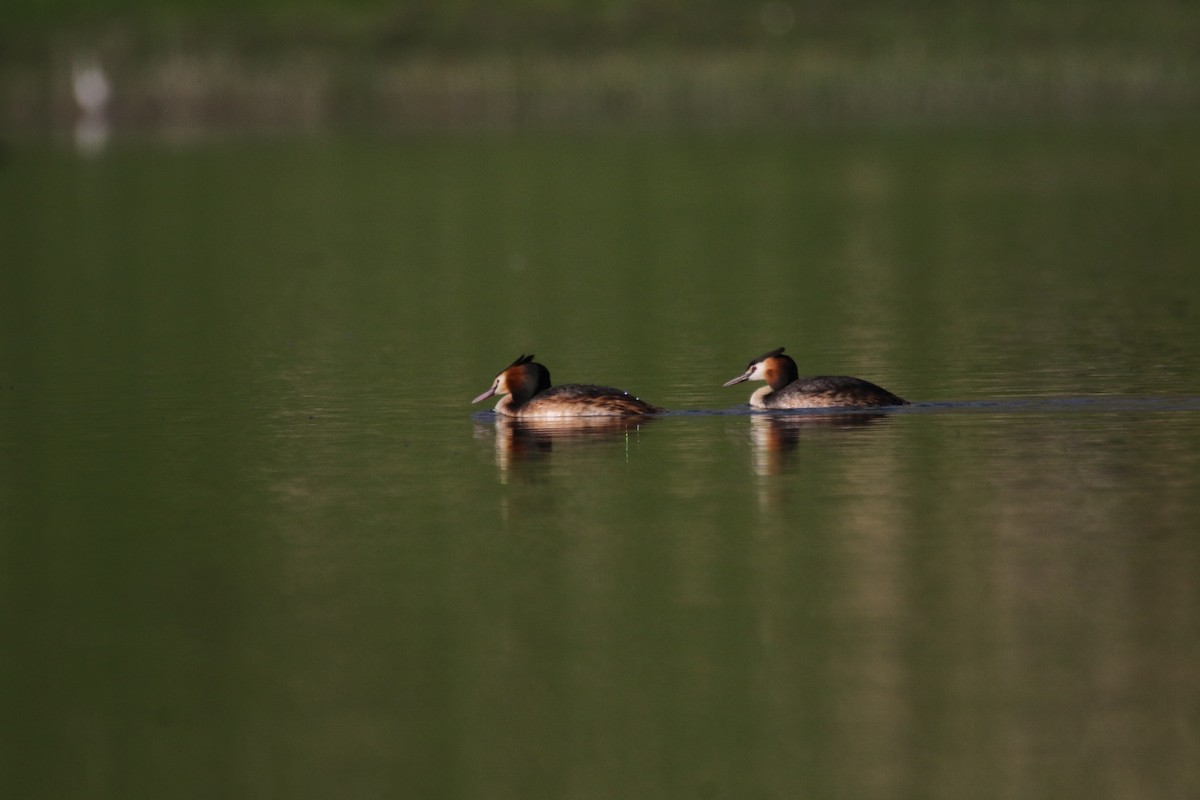 Great Crested Grebe - ML609004174