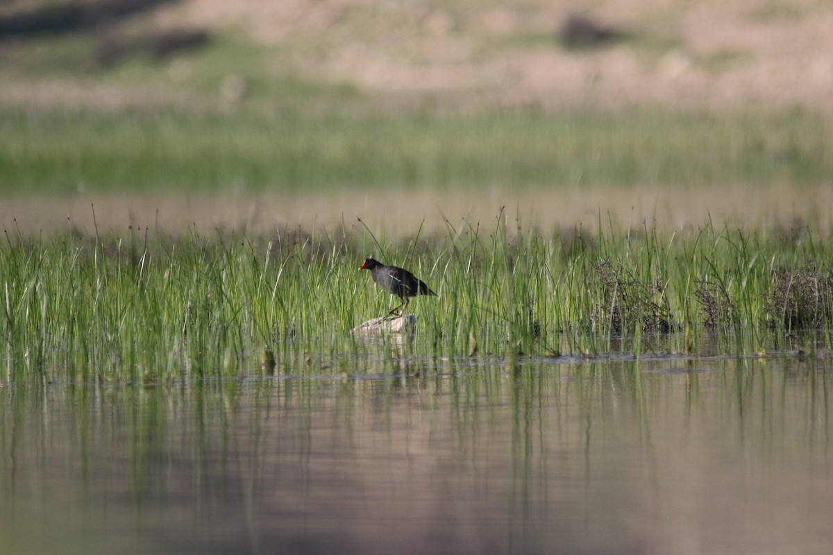 Eurasian Moorhen - ML609004197