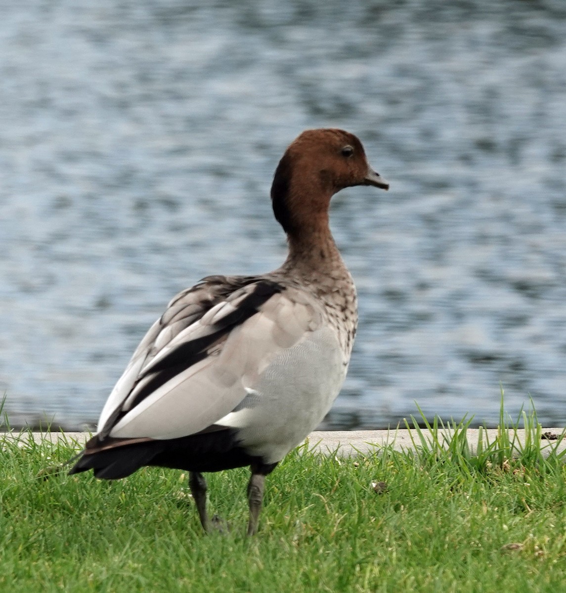 Pato de Crin - ML609004221