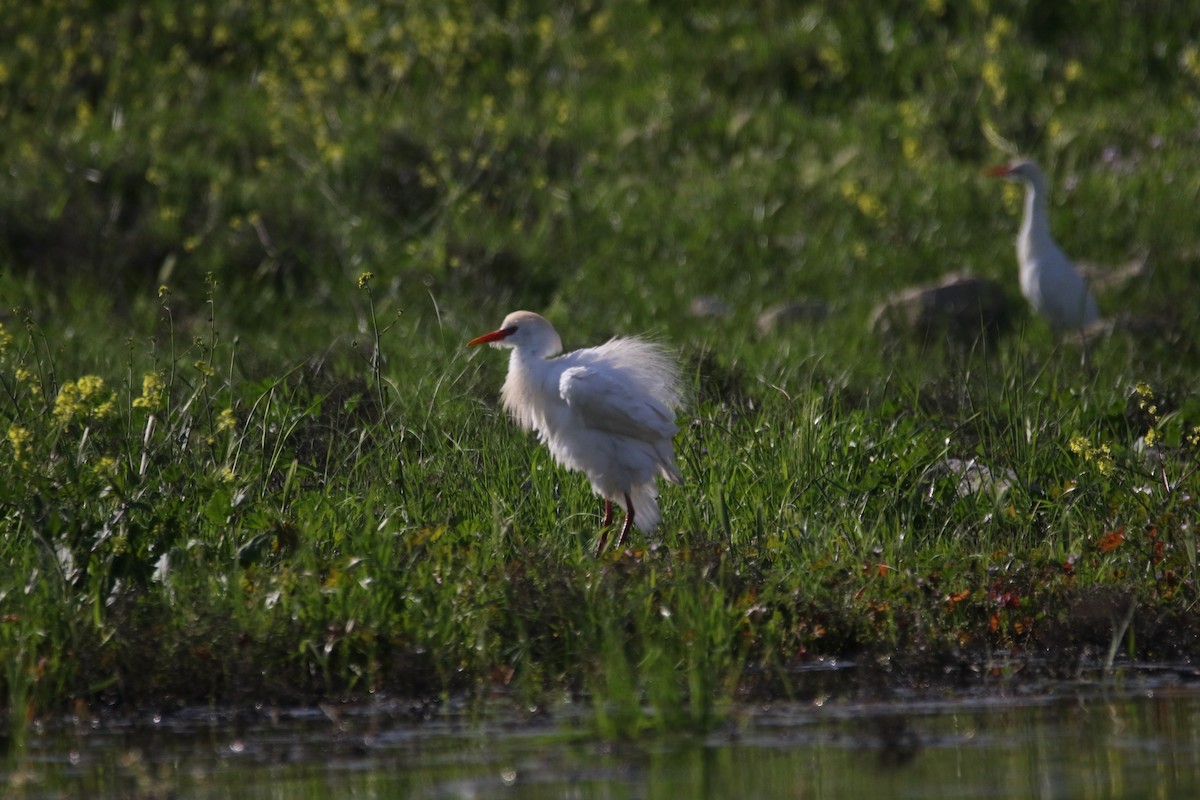 Western Cattle-Egret - ML609004222