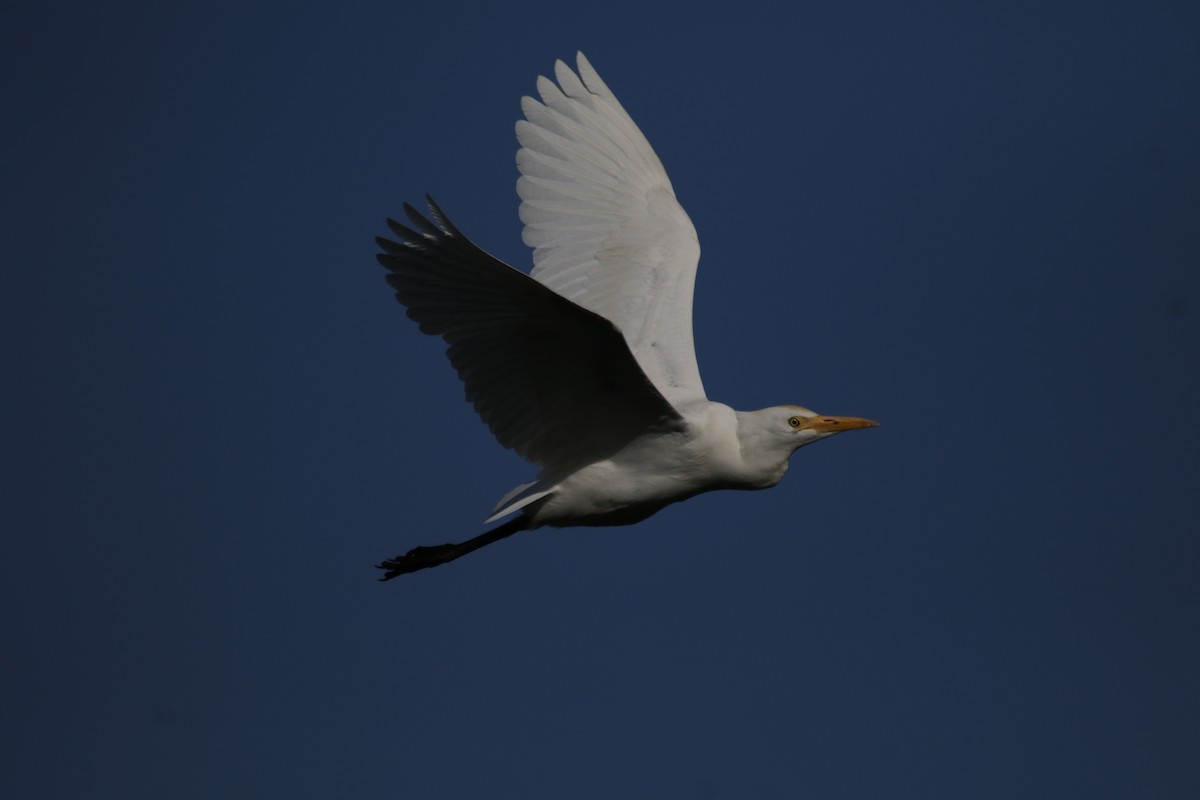 Western Cattle-Egret - ML609004223