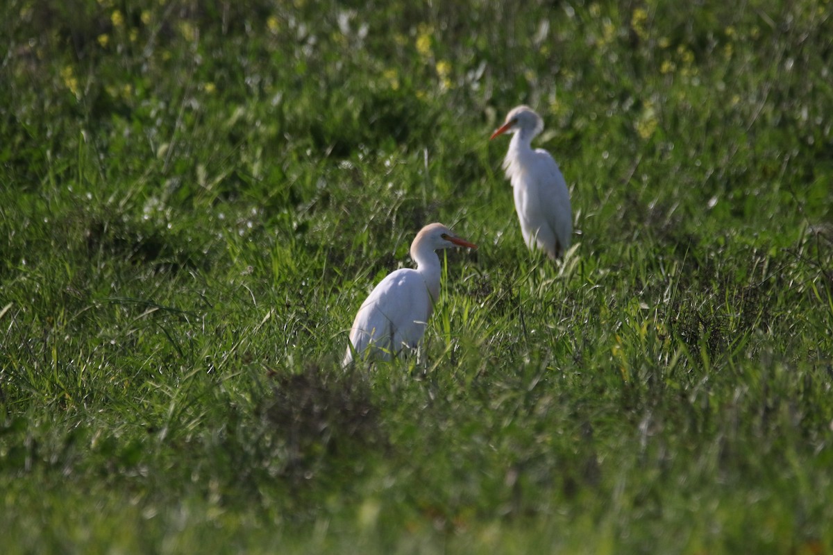 Western Cattle-Egret - ML609004224