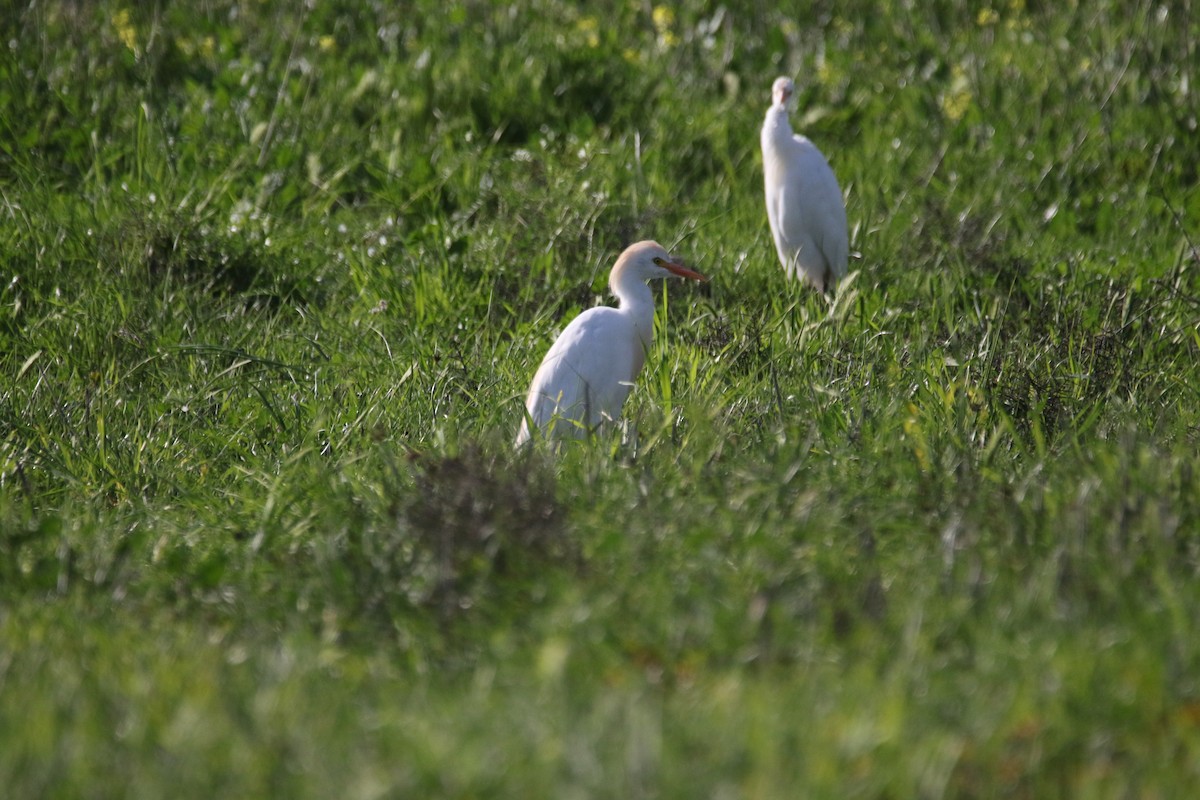 Western Cattle-Egret - ML609004225