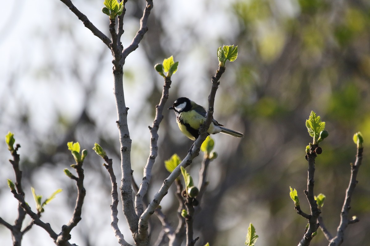 Great Tit - ML609004231