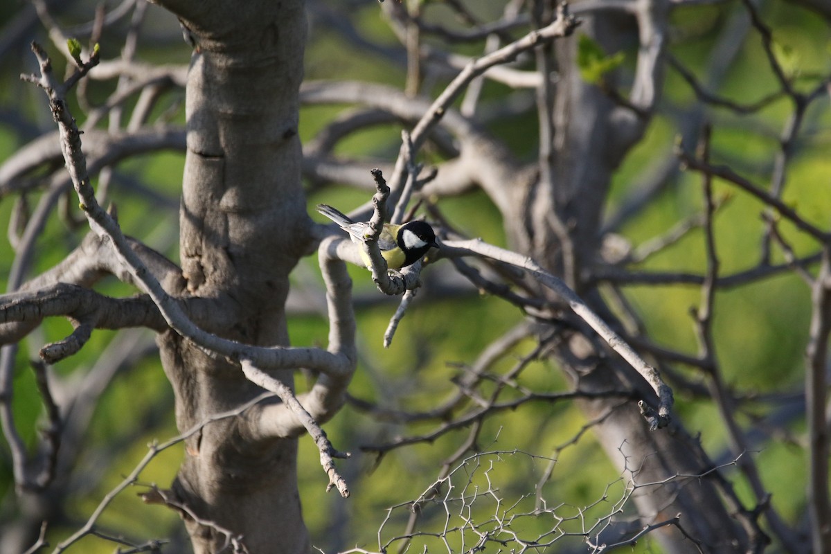 Great Tit - ML609004232