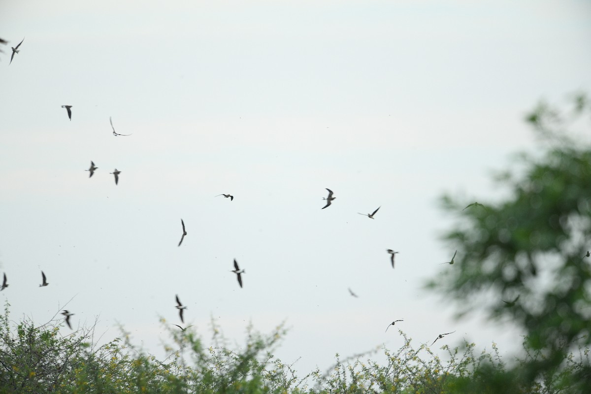 Oriental Pratincole - ML609004237