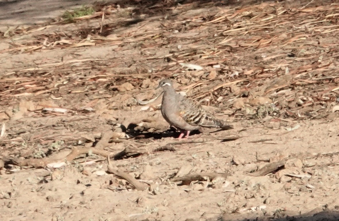 Common Bronzewing - Peter Woodall