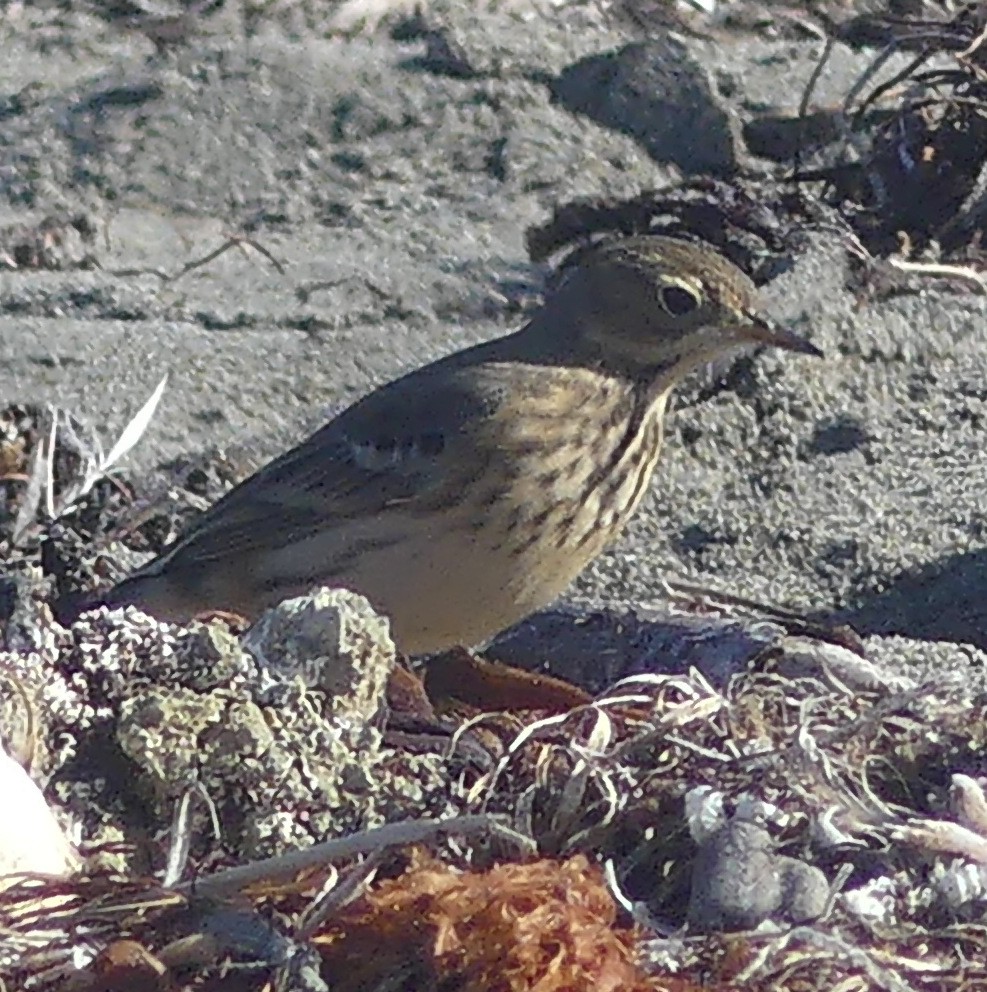 Pipit d'Amérique - ML609004292