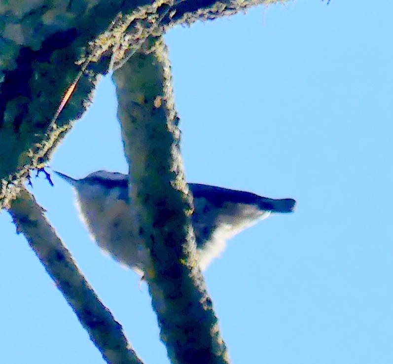 Red-breasted Nuthatch - Janet Theilen