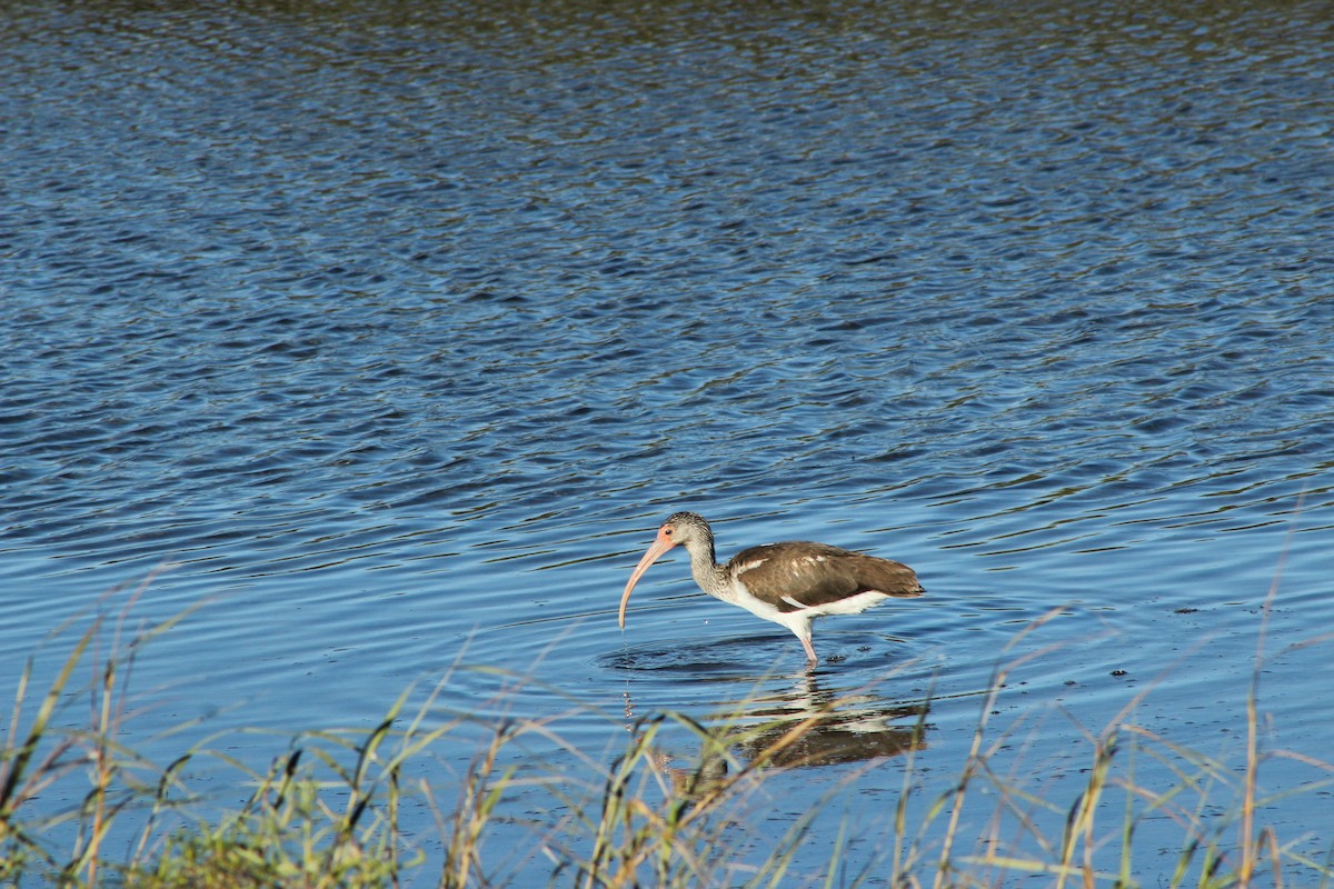 Ibis zuria - ML609004370