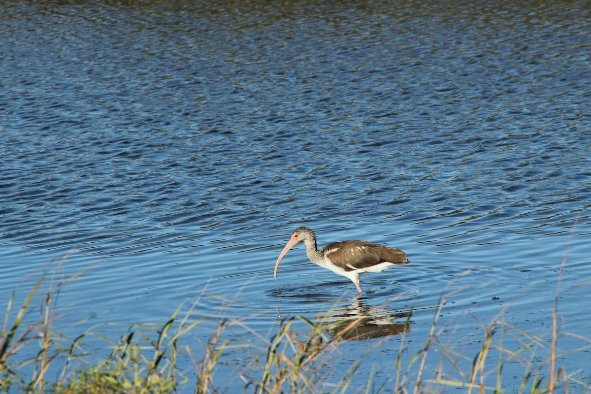 White Ibis - ML609004370