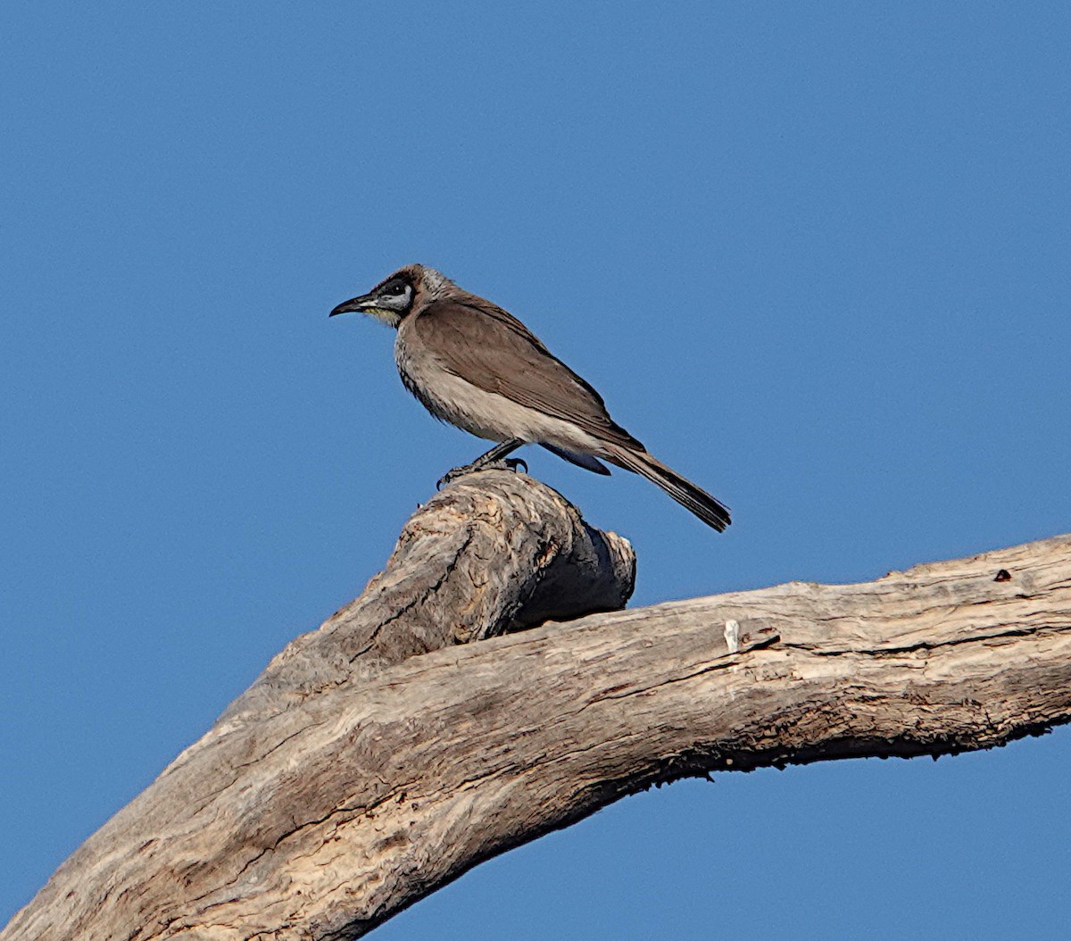 Little Friarbird - ML609004371