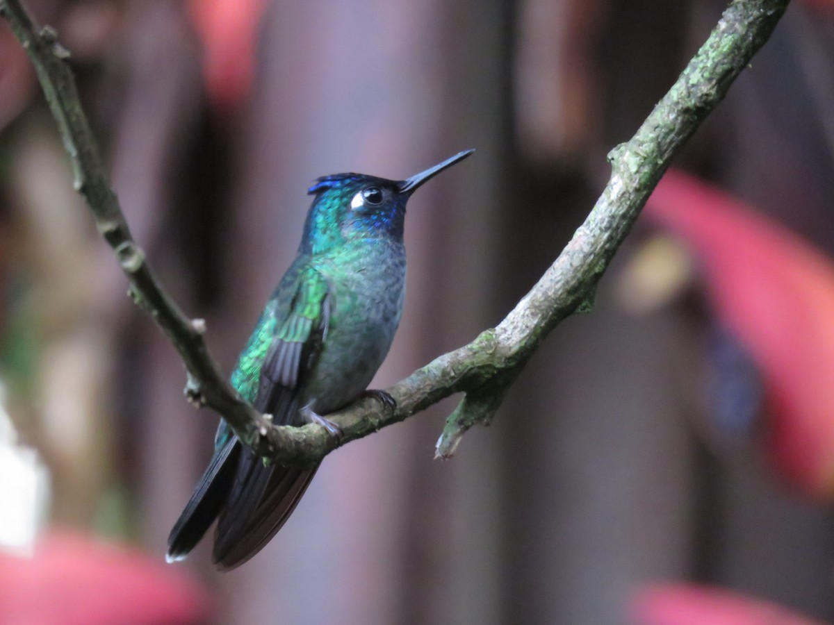 Violet-headed Hummingbird - Joyce Brady