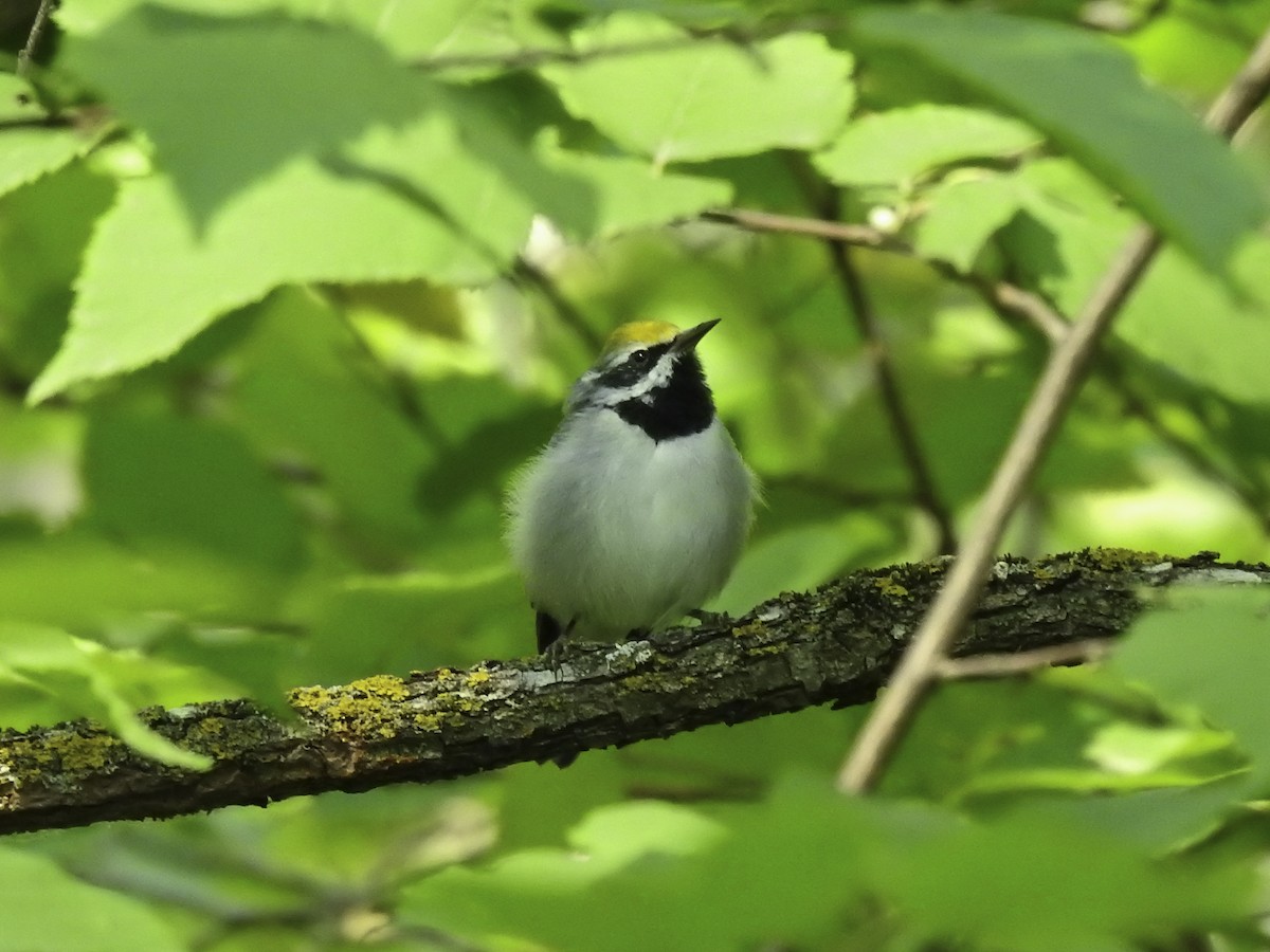 Golden-winged Warbler - ML609004439