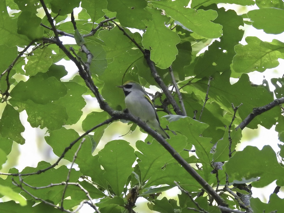 Golden-winged Warbler - ML609004441