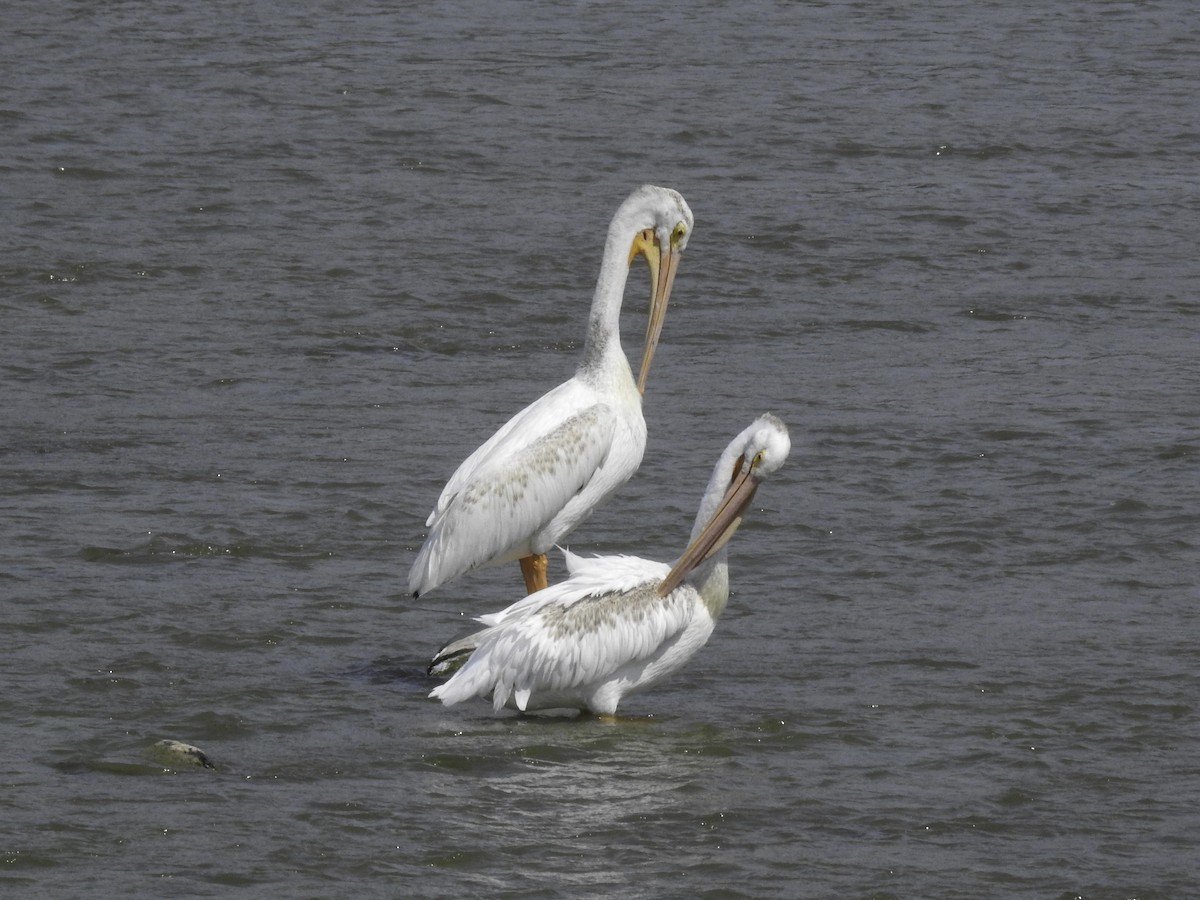 pelikán severoamerický - ML609004446