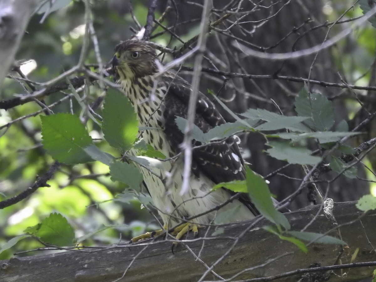 Cooper's Hawk - ML609004447