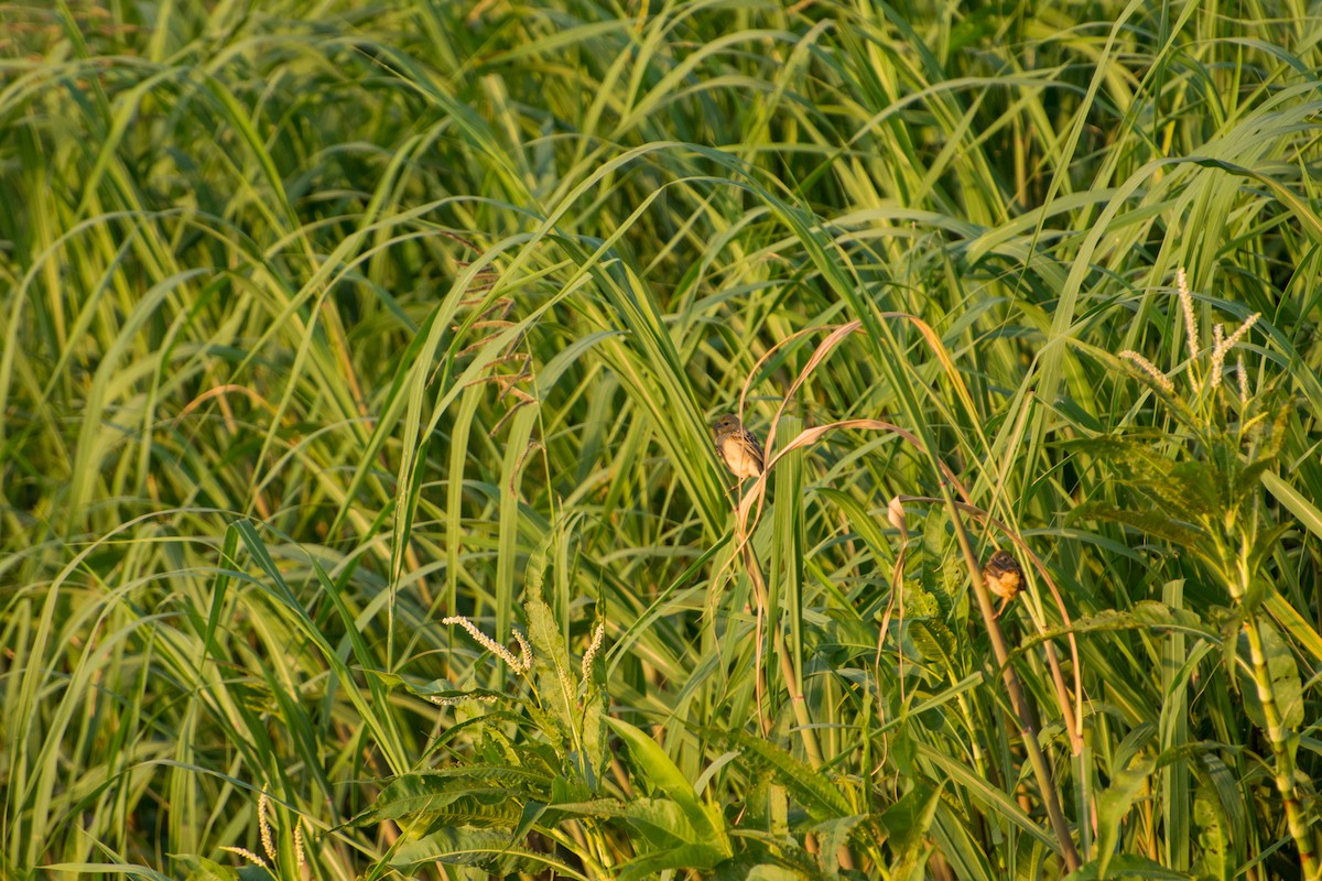 Black-headed Weaver - ML609004488