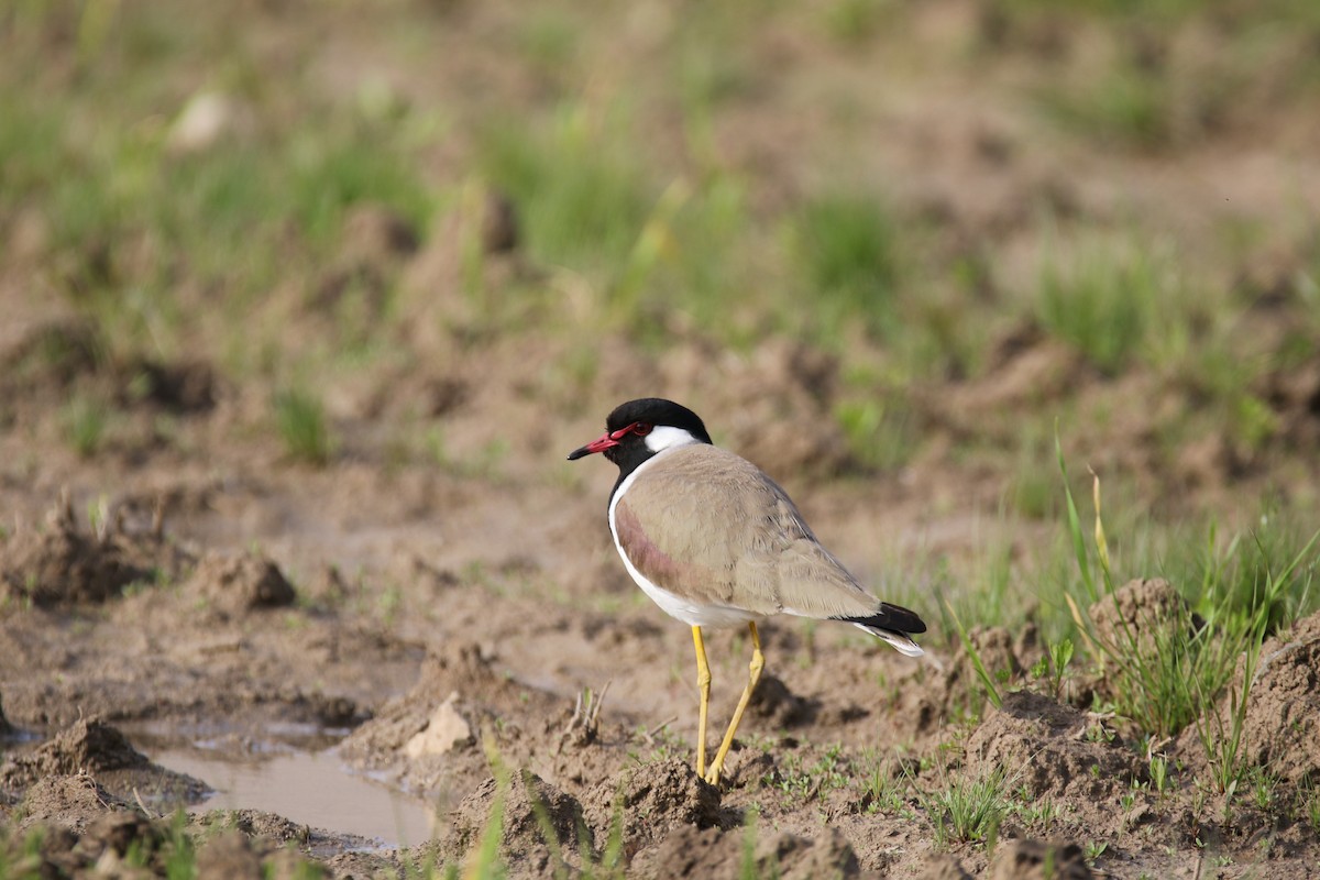 Red-wattled Lapwing - ML609004489