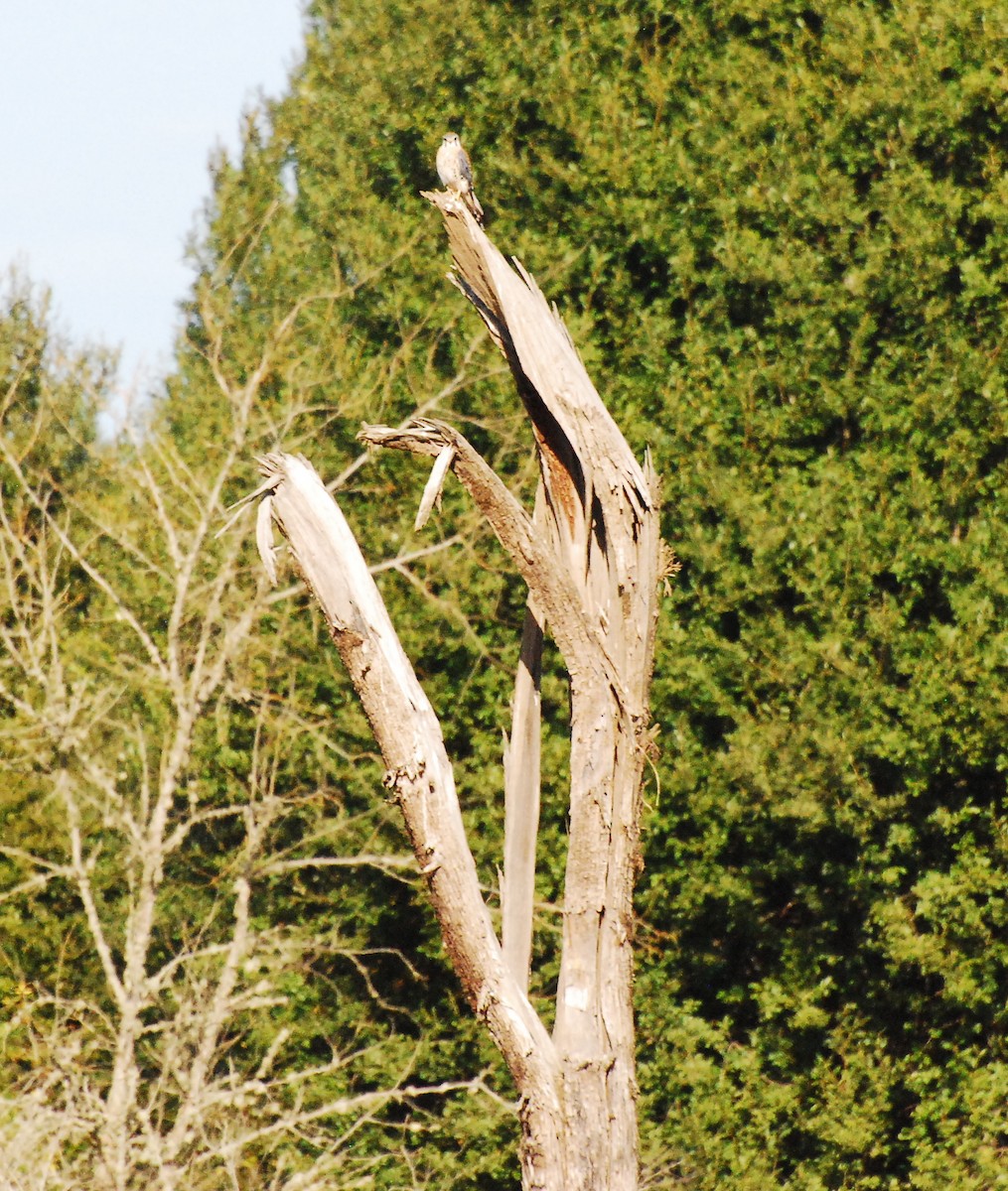 American Kestrel - ML609004498