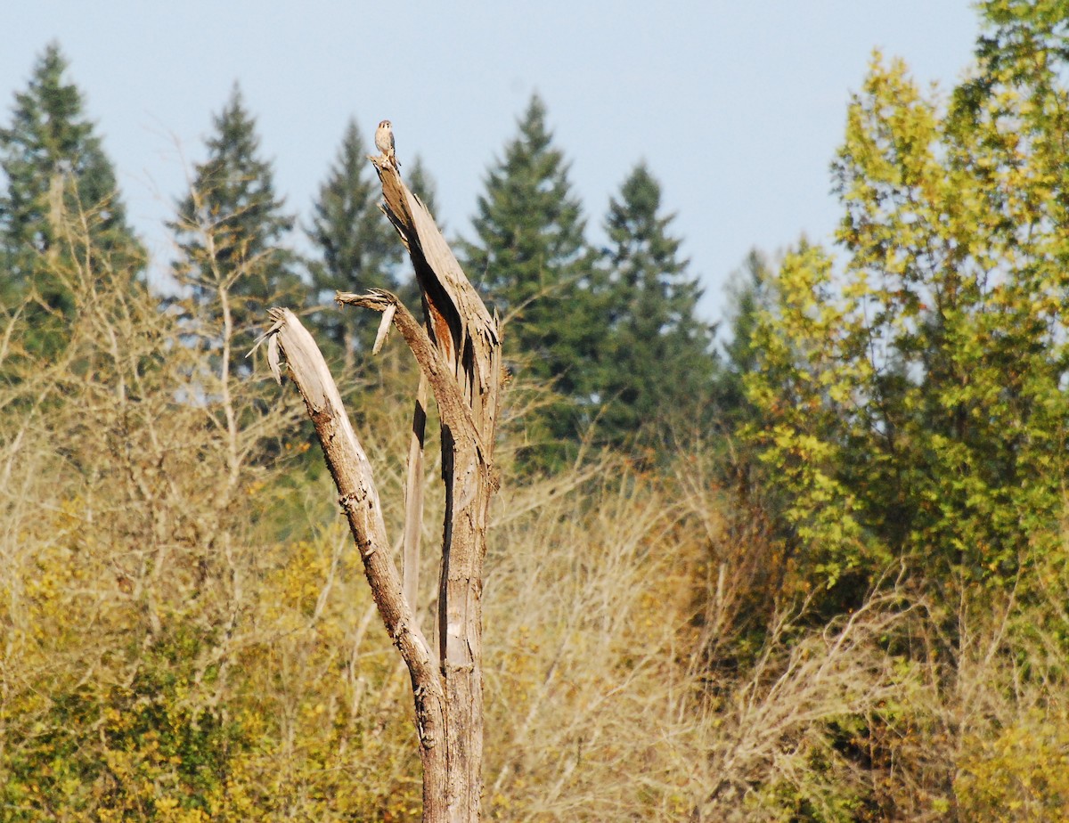 American Kestrel - ML609004499