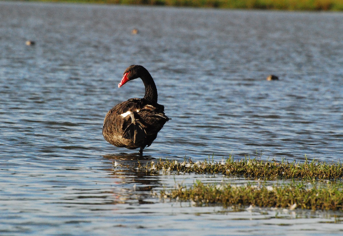 Black Swan - ML609004536