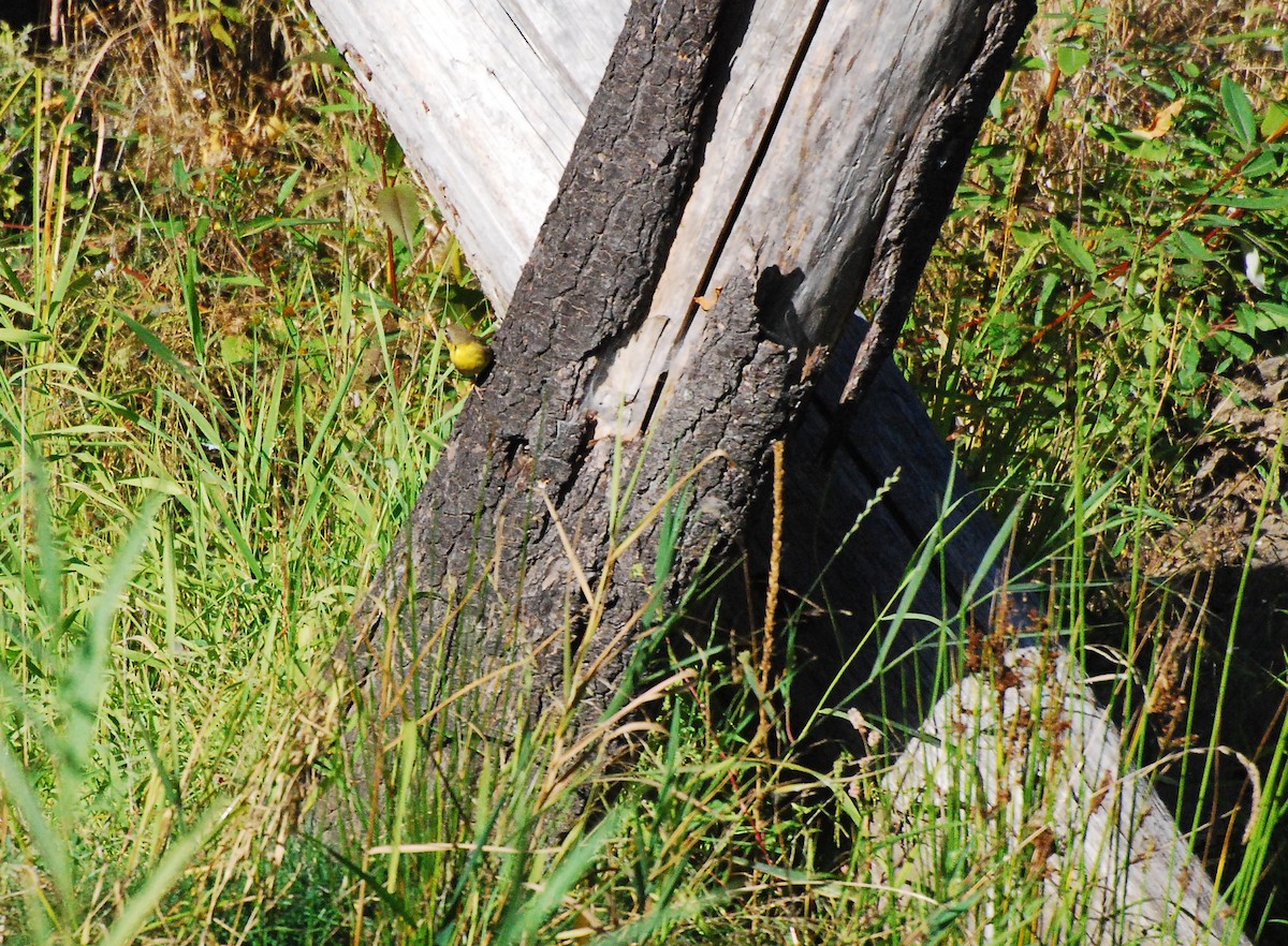 Common Yellowthroat - ML609004548