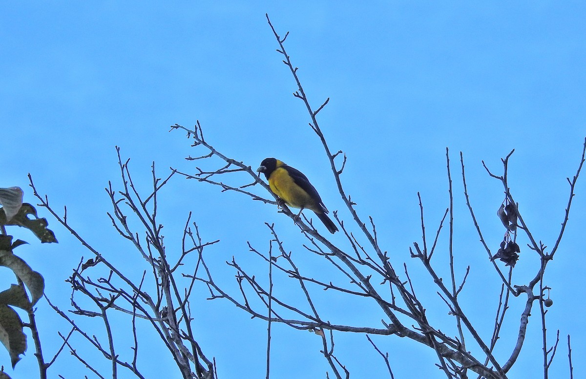 Collared Grosbeak - ML609004587
