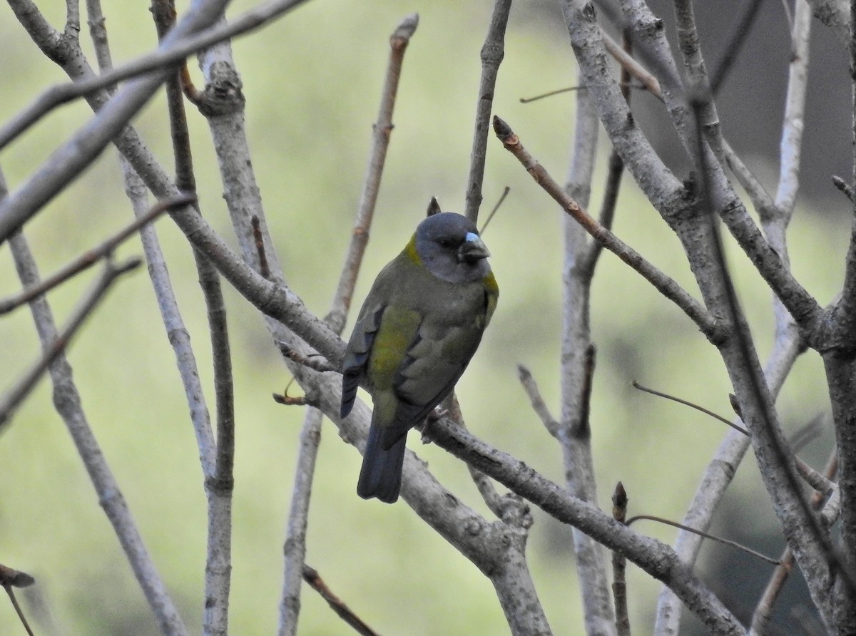 Collared Grosbeak - ML609004588