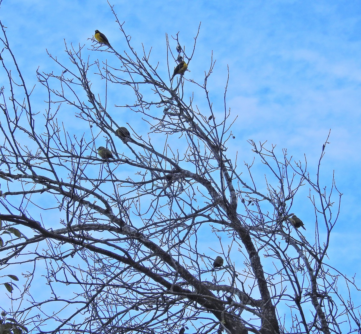 Collared Grosbeak - ML609004589