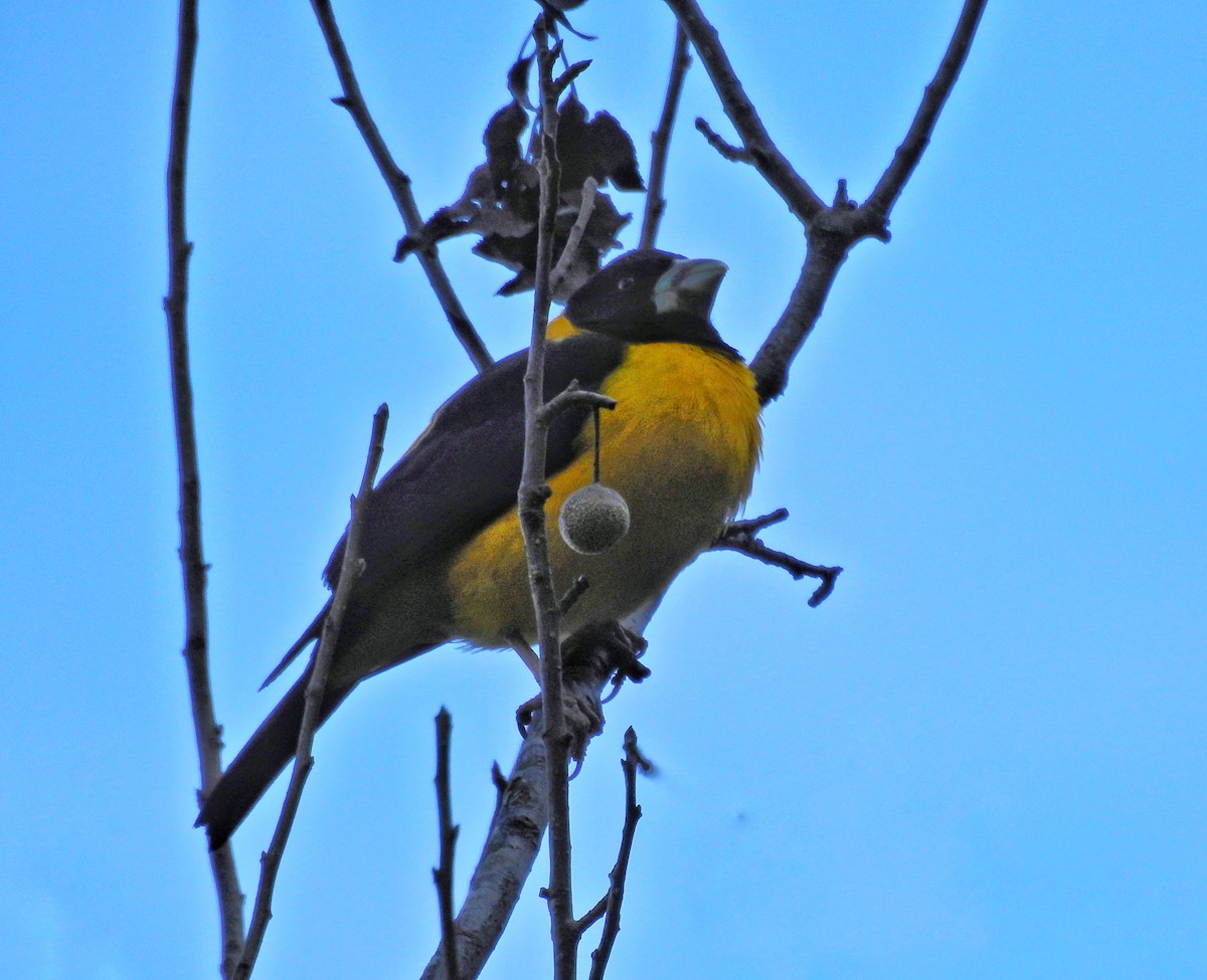 Collared Grosbeak - ML609004590