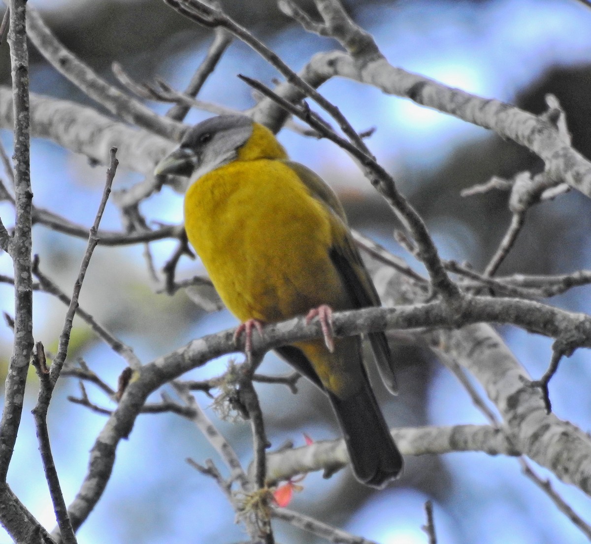 Collared Grosbeak - ML609004592