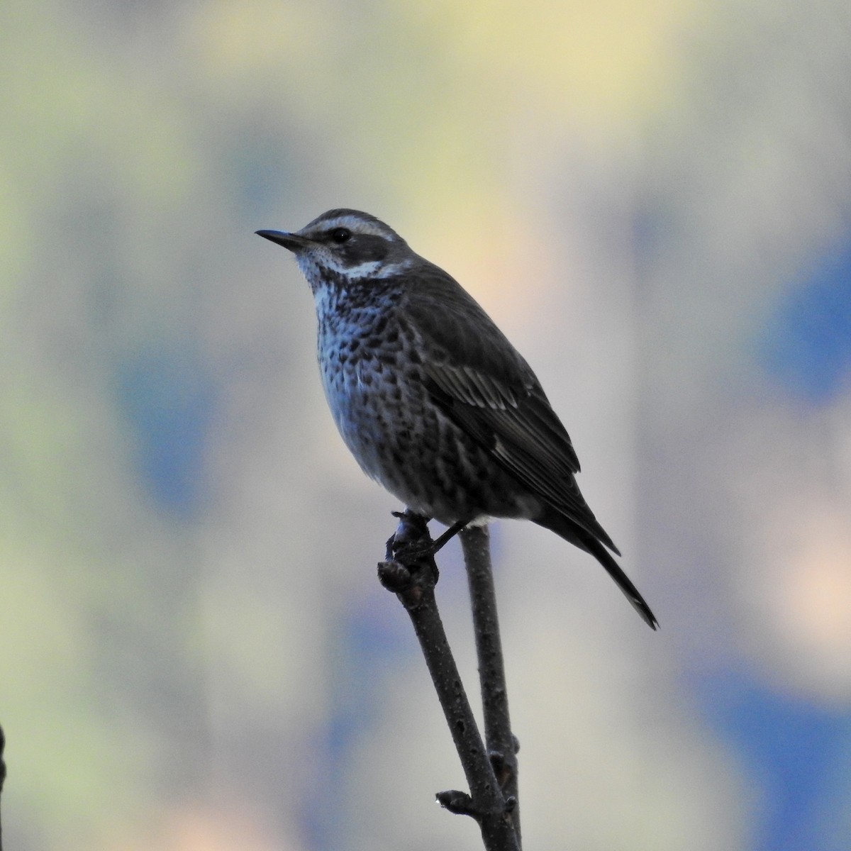 Dusky Thrush - ML609004607