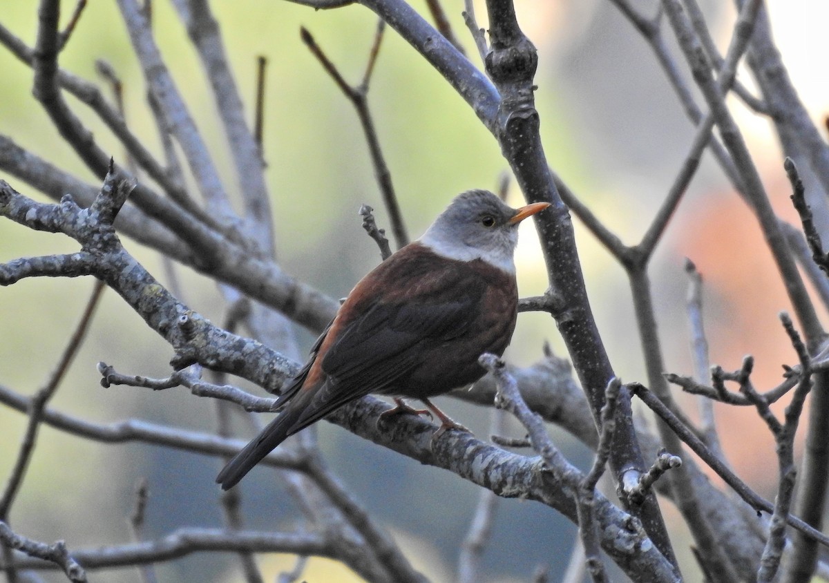 Chestnut Thrush - ML609004611