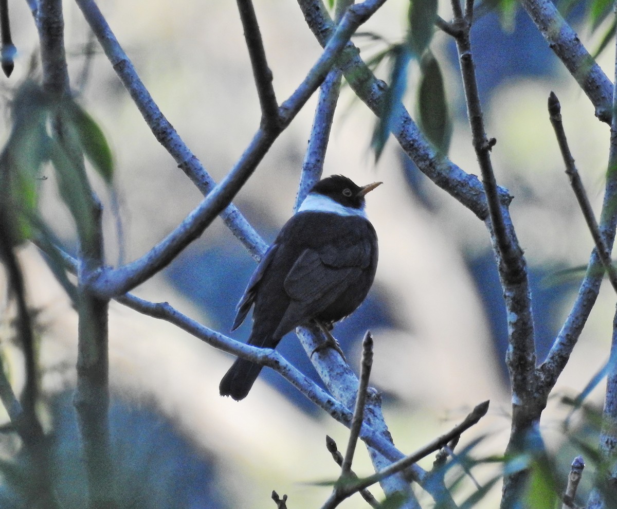 White-collared Blackbird - ML609004616