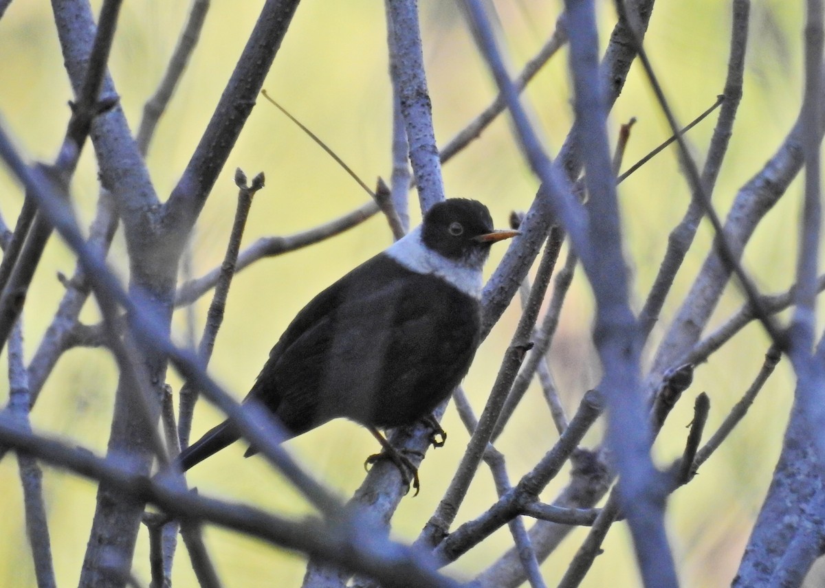 White-collared Blackbird - ML609004618