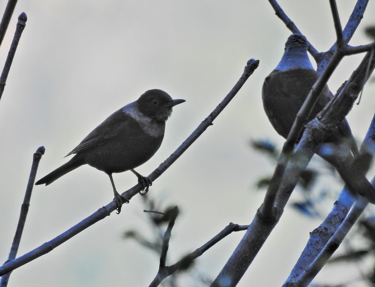 White-collared Blackbird - ML609004620