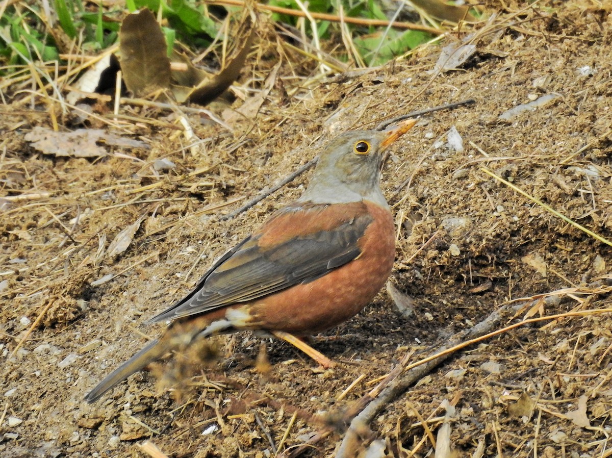 Chestnut Thrush - Abhijeet Rasal