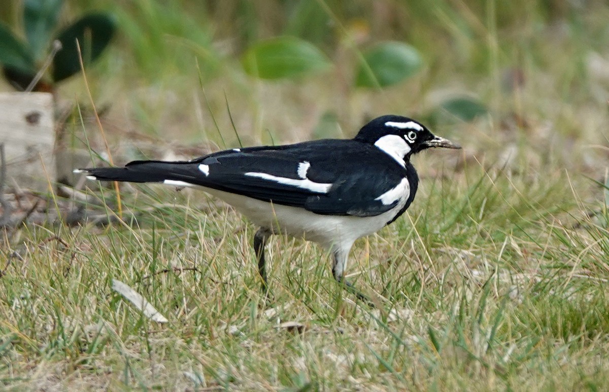 Magpie-lark - Russell Scott