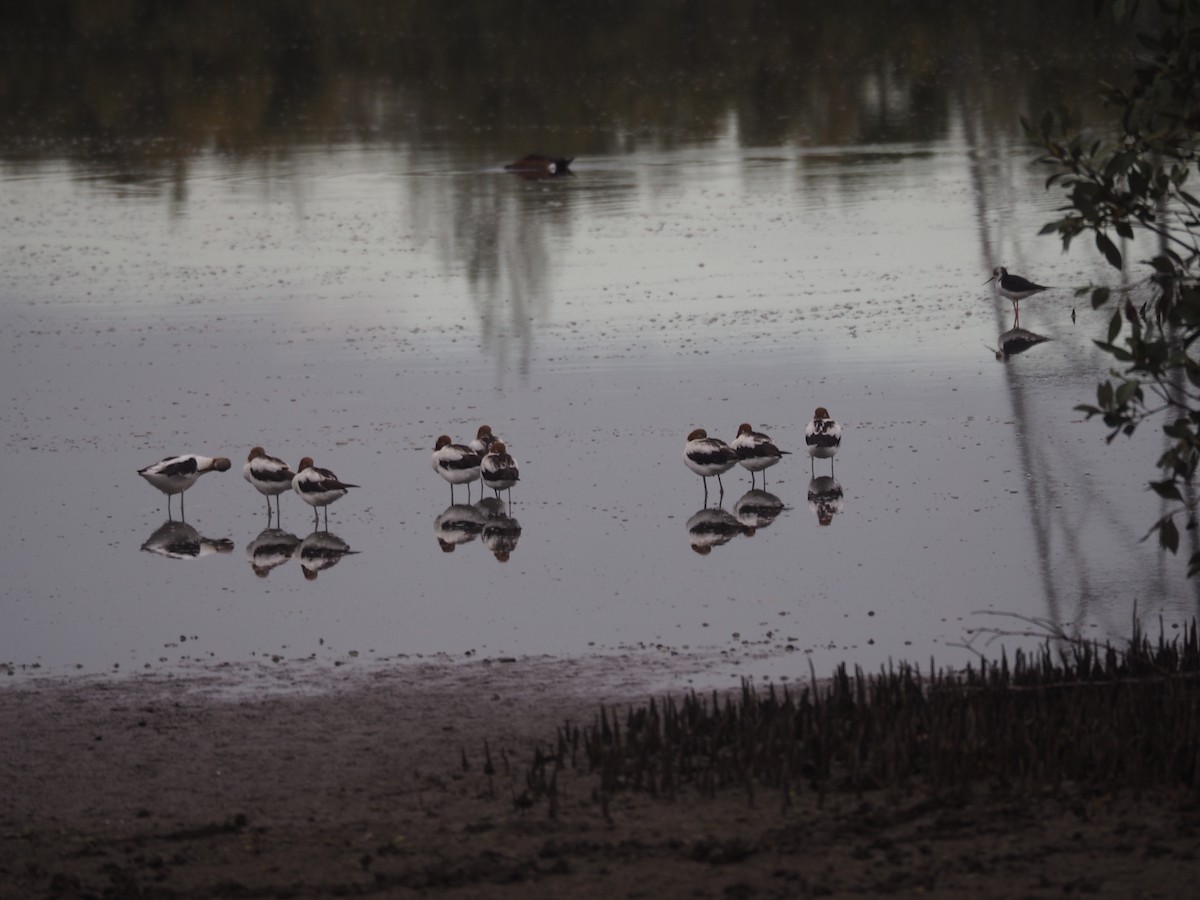 Avocette d'Australie - ML609004809