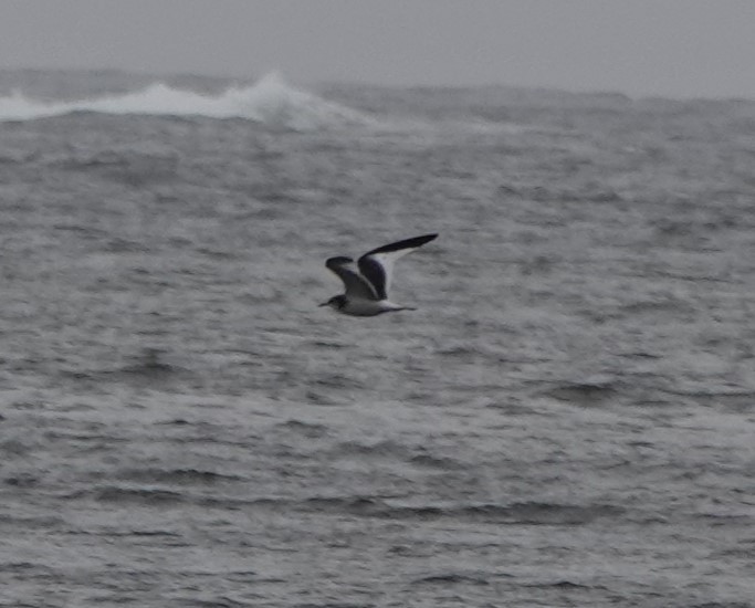 Sabine's Gull - Connor Goff