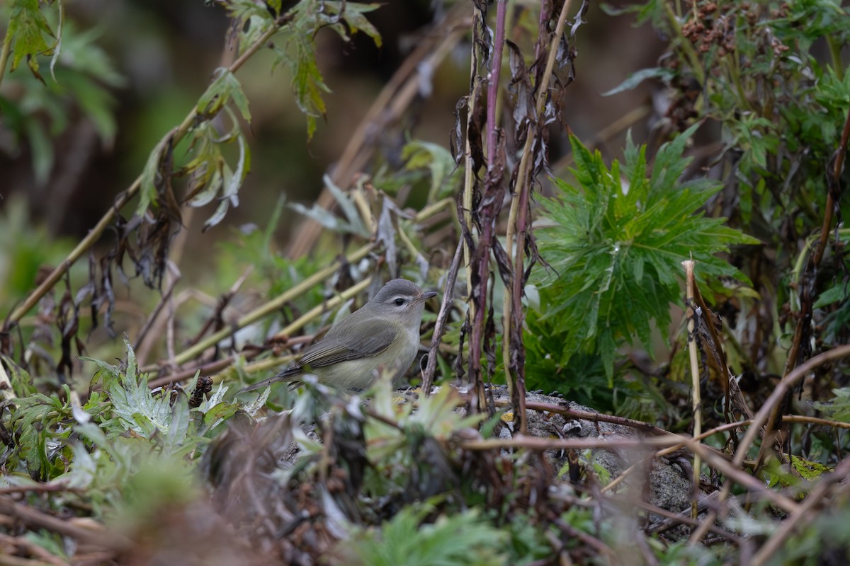 Warbling Vireo - ML609004903